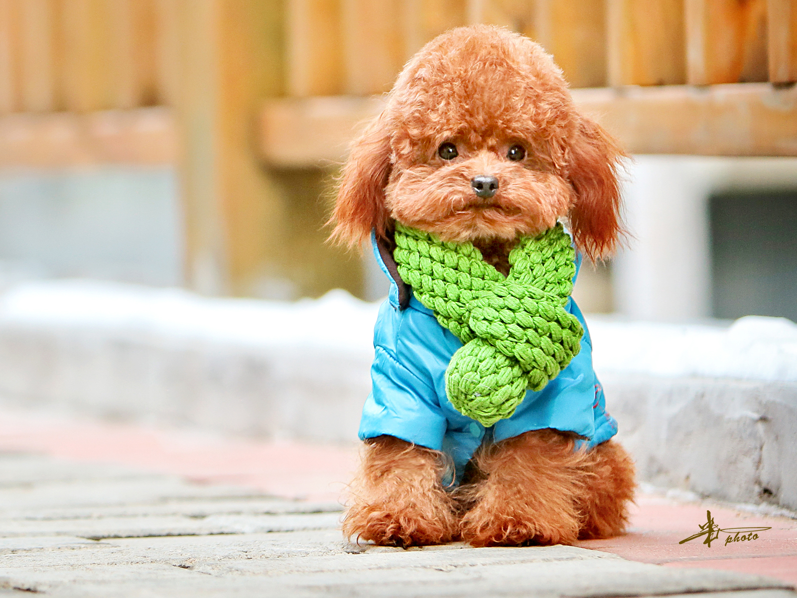 家里泰迪总是喜欢乱尿,家里泰迪便便怎么办