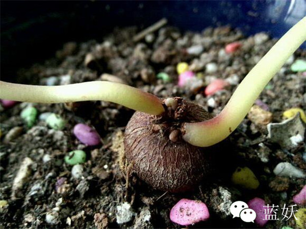 仙客来叶子边缘发黄怎么办,仙客来叶子发黄补救方法