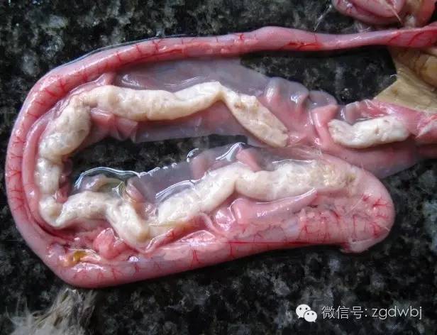 小鹅瘟治疗案例及其过程分析,小鹅瘟暴发的防治方法