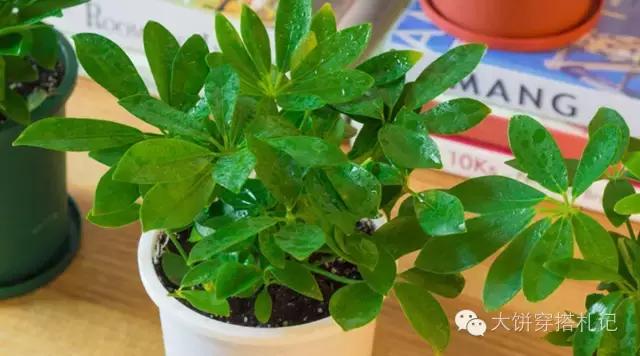 租房提升家居幸福感的小物件,租房实用的小物