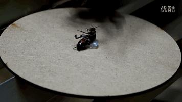 笑口常开：专业坑队友啊！下面那位这你也能忍？