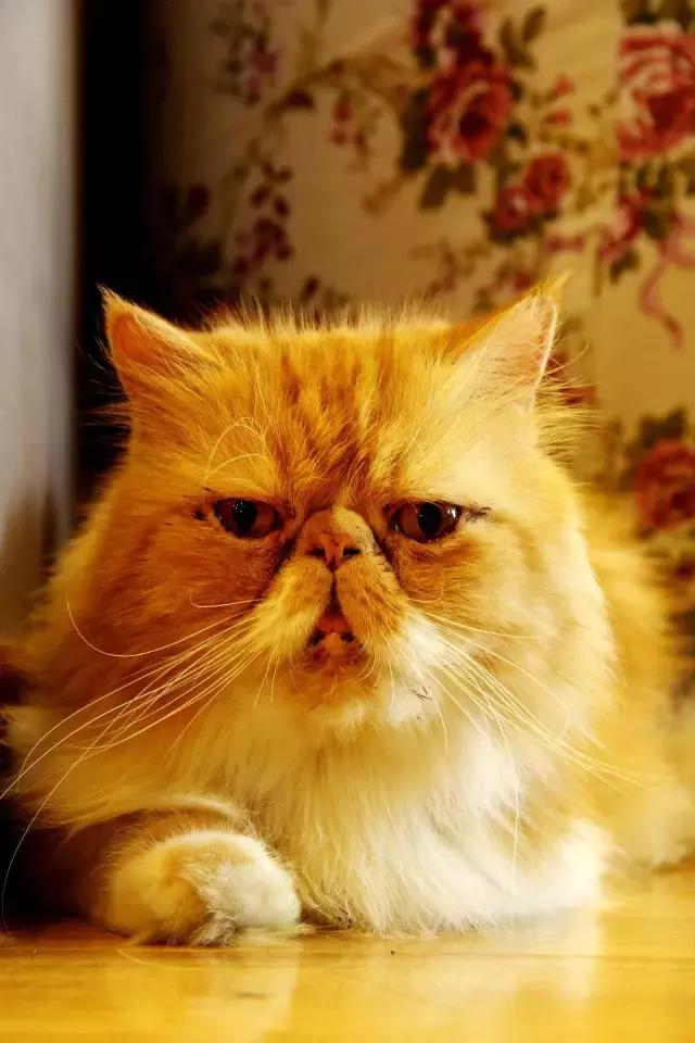 搴楅摵閲囪,搴楅摵涓撹