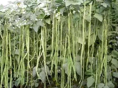 吃过无数遍，见到“豇豆”两个字还是会念错的一定不是我一个！