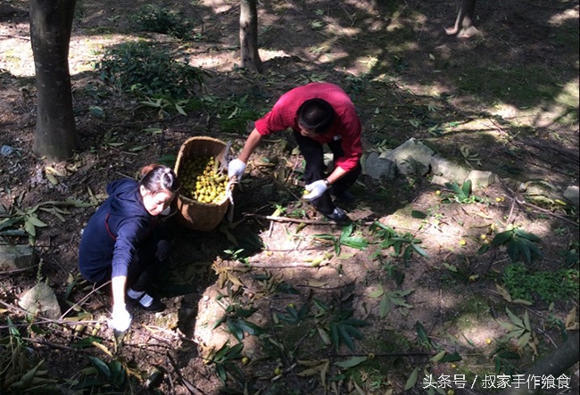 “绩溪大帝国”的英雄,爸妈喊你回家打山核桃啦