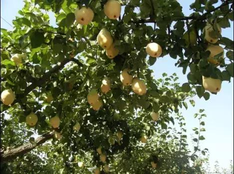 保定周边免费看红叶最佳旅游地点,保定周边一日游看红叶自驾游