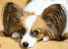 最适合12星座养的小狗狗,十二星座之星座狗