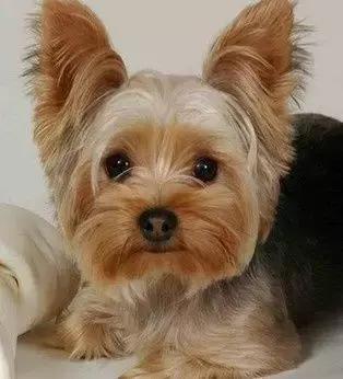 公开课|似梗非梗——约克夏