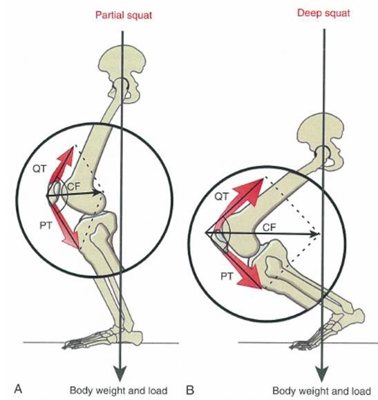 膝盖前交叉韧带损伤一般多久恢复,谈前交叉韧带