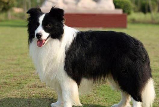 为什么有些边牧不聪明,有人怀疑边牧不聪明