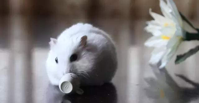 你不知道的仓鼠小秘密,适合学生党的小仓鼠