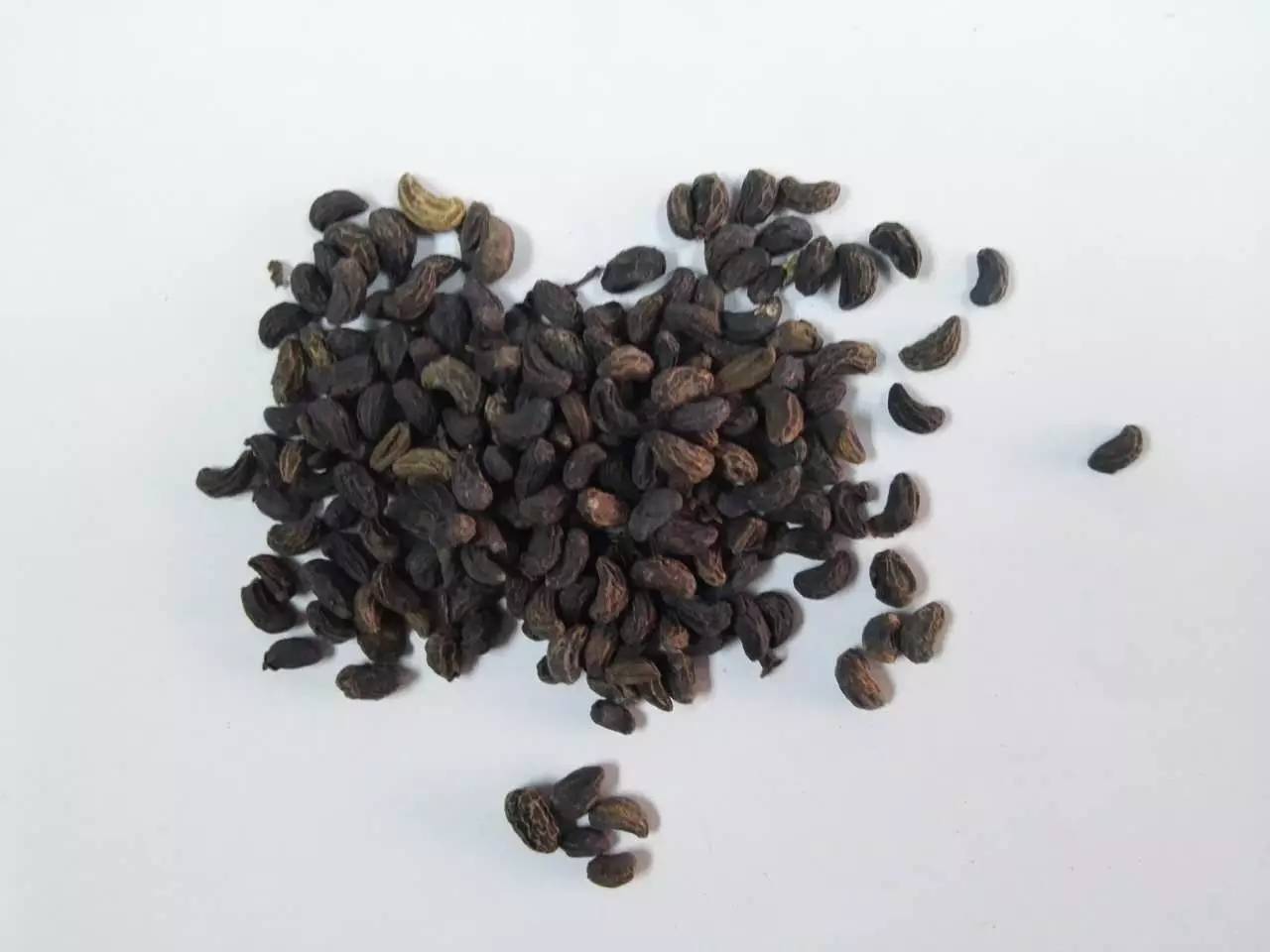 刚刚采摘的女贞子有何妙用,中草药女贞子图