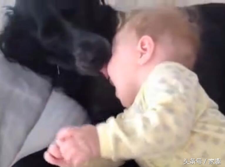 狗狗舔女宝宝嘴巴，宝宝还伸出舌头与狗狗亲吻，家长光拍照不阻止