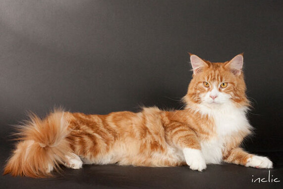 缅因库恩猫白色,缅因库恩猫很少人养