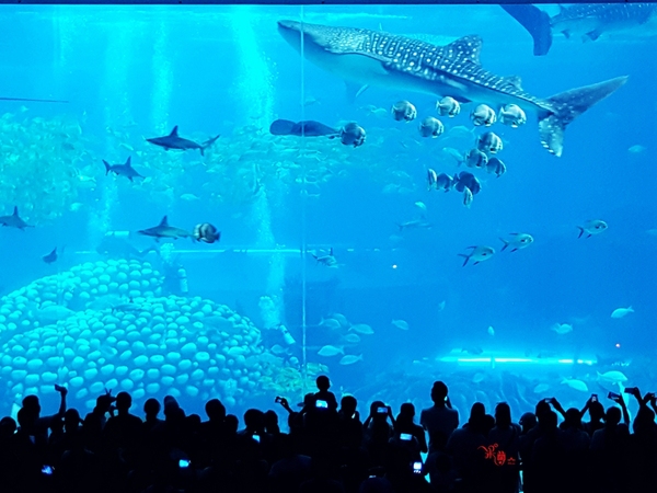 珠海长隆让人尖叫的海洋王国,珠海长隆海洋王国之绚丽多彩