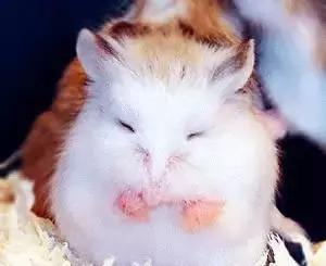 学生党仓鼠推荐,小仓鼠的小秘密