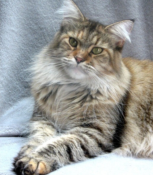 缅因库恩猫白色,缅因库恩猫很少人养