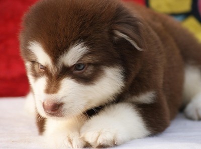 那些你不知道的狗狗小秘密,那些你不知道的秘密图片