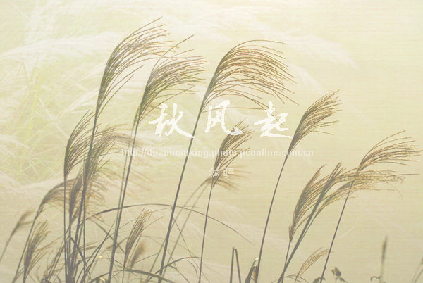 秋风起兮宜进补,秋风起感冒