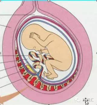 关于孕妇胎盘,胎盘的十大知识