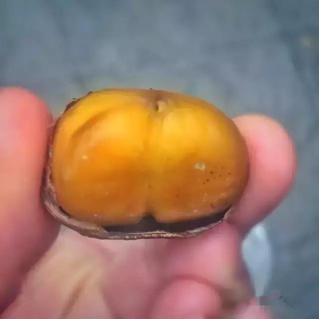 重磅！金味栗子今日开卖，买到头锅的都是吃货中的战斗机！