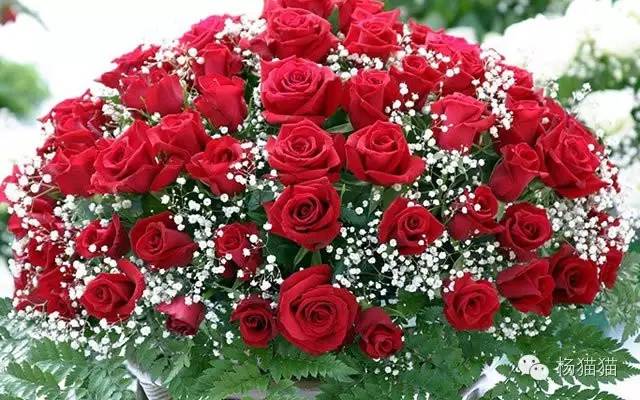 11朵戴安娜玫瑰花语,11朵粉玫瑰花的花语