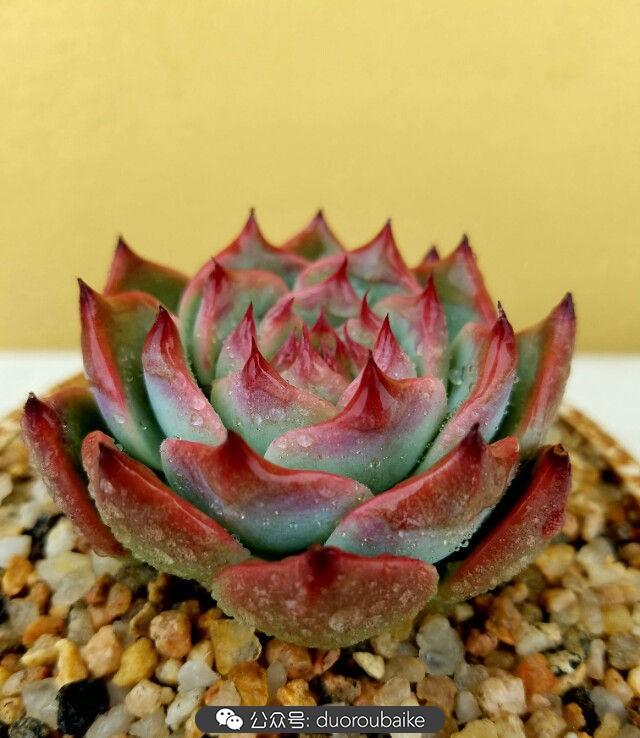 灰姑娘变公主！吉娃娃，一棵高傲的大！普！货！