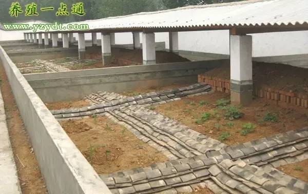 野外养殖蝎子最好的养殖模式,恒温养殖蝎子的种蝎从何而来