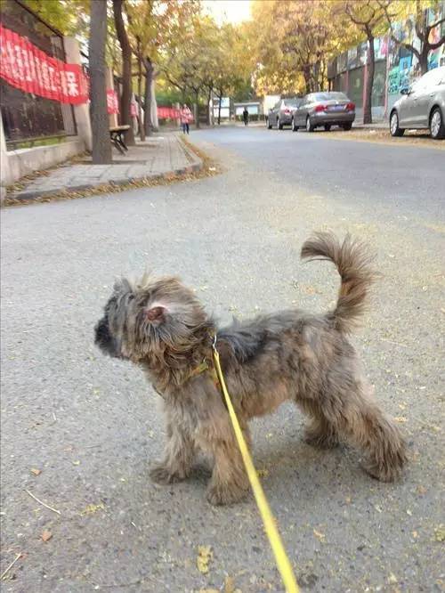 狗狗对着门外大叫是怎么了,狗为什么老是敲自己家的门