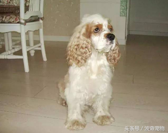 狗狗品种大全图片及简介,狗狗的所有类型品种大全介绍