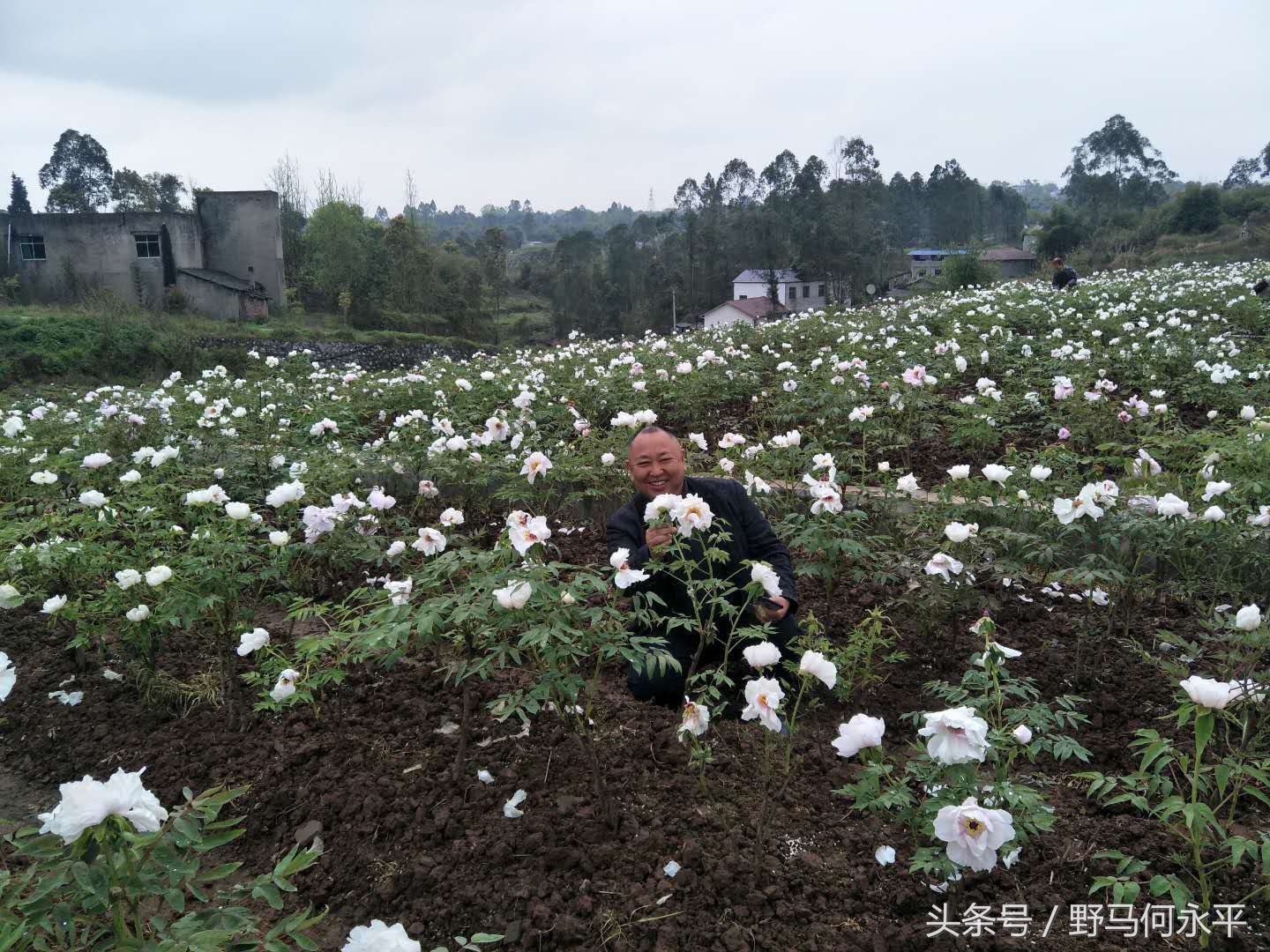 万亩花海醉游人,万亩油菜花海醉游人