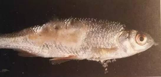 疖肿用什么消毒最好,对疖肿最好的药物