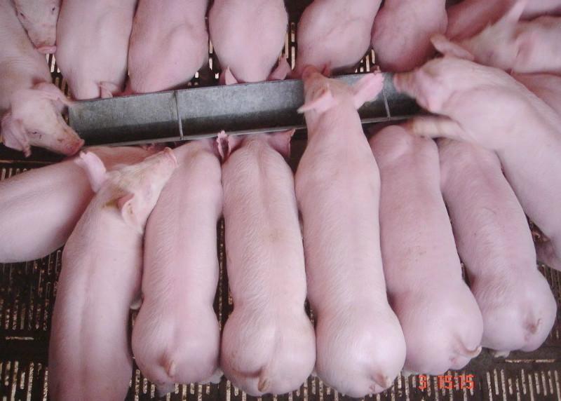 周公解梦梦见猪的意思,周公解梦梦见死去的亲人和猪