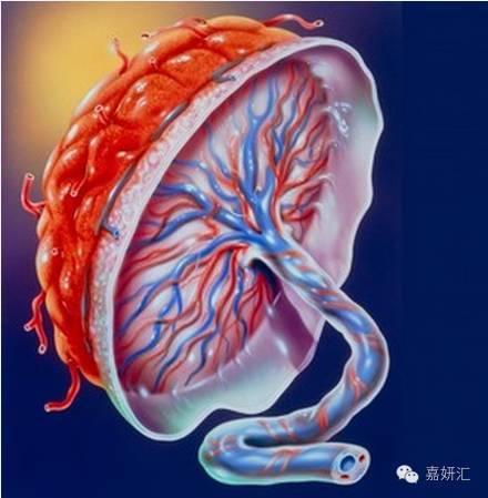 胎盘的十大知识,不同阶段的胎盘