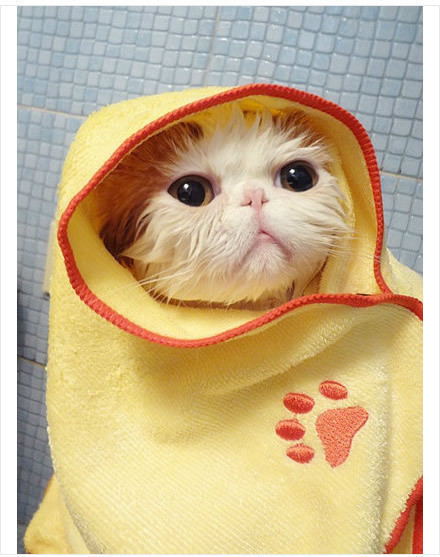 在家给猫咪洗澡用什么能洗干净,经常给猫咪洗澡会不会有寄生虫呢