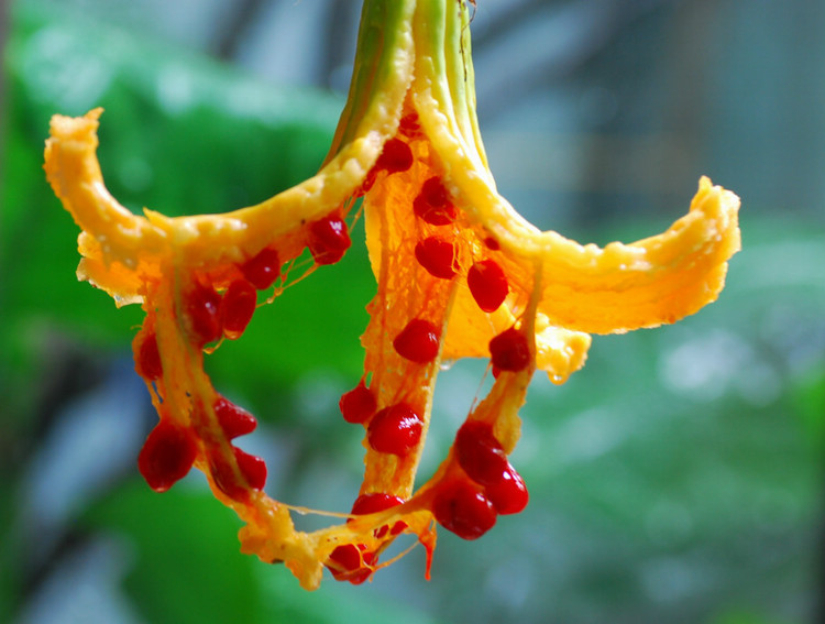 苦瓜炒饭制作方法,苦瓜木耳炒肉