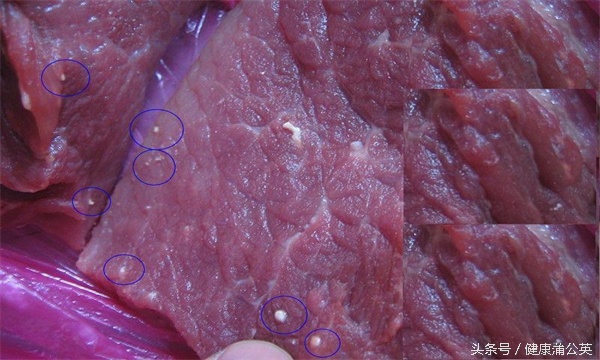 米猪肉吃了一点会有危害吗,米猪肉能不能吃