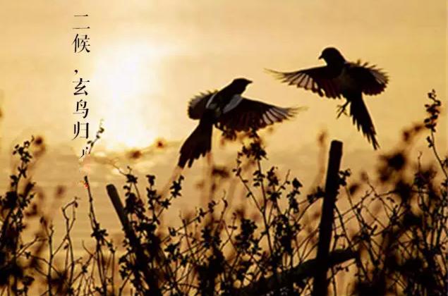 白露节气饮白露茶,暑退凉风起闲饮白露茶