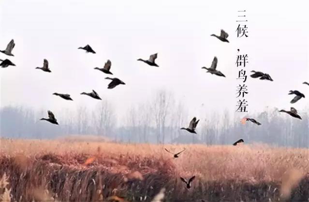 白露节气饮白露茶,暑退凉风起闲饮白露茶