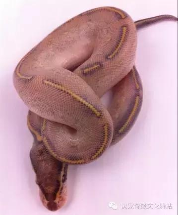 球蟒基因图鉴入门,球蟒基因品系大全