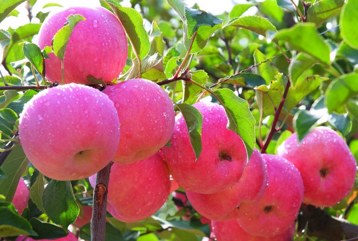 一村一品排名,一村一品产品大全