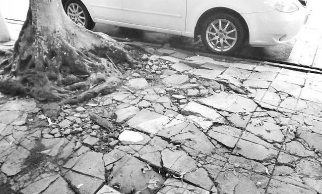 它们承受不起你的辗压端州城区多路段人行道地砖损坏