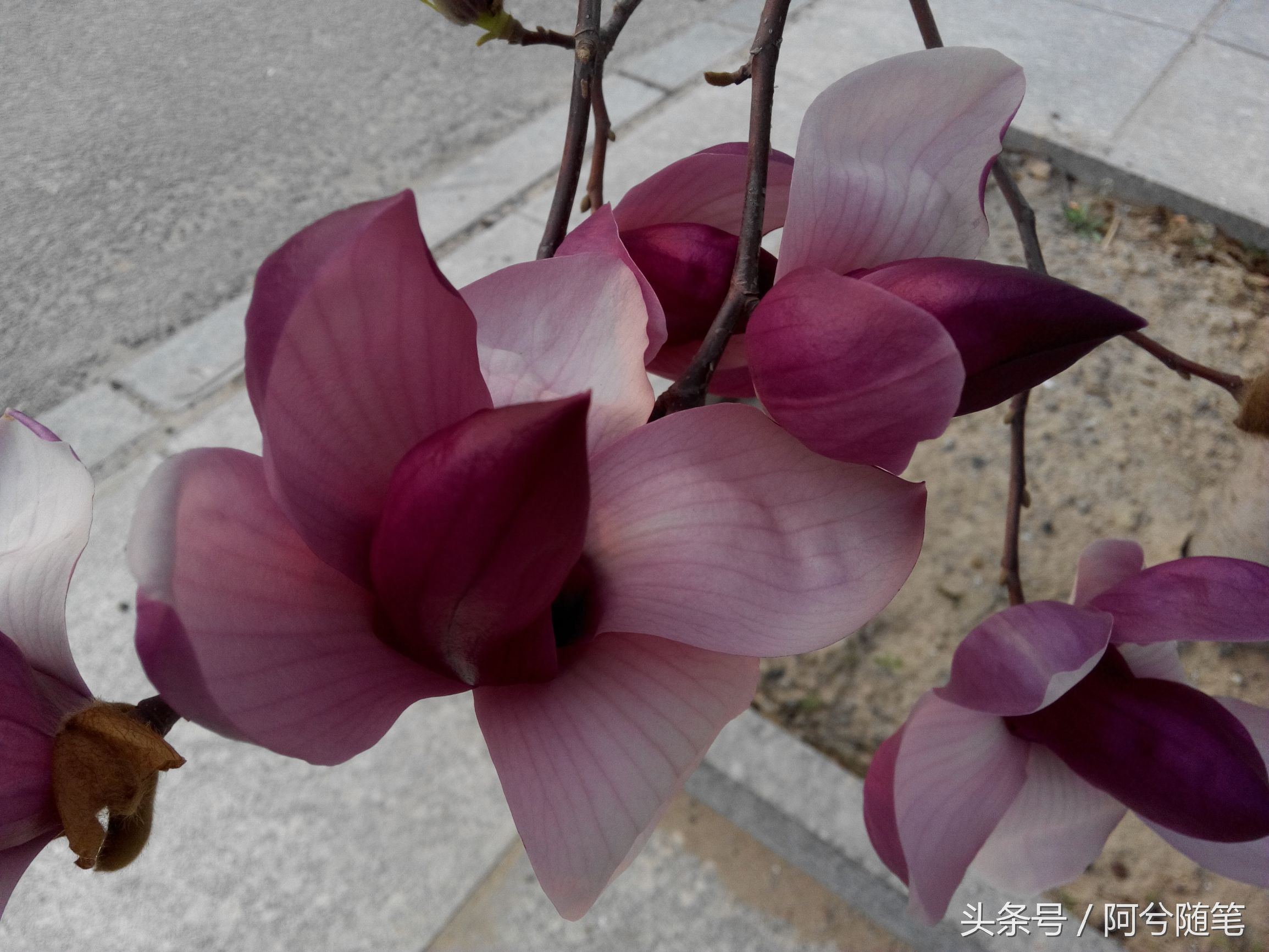 适合种植在庭院的植物大全,农村常见的植物盆栽