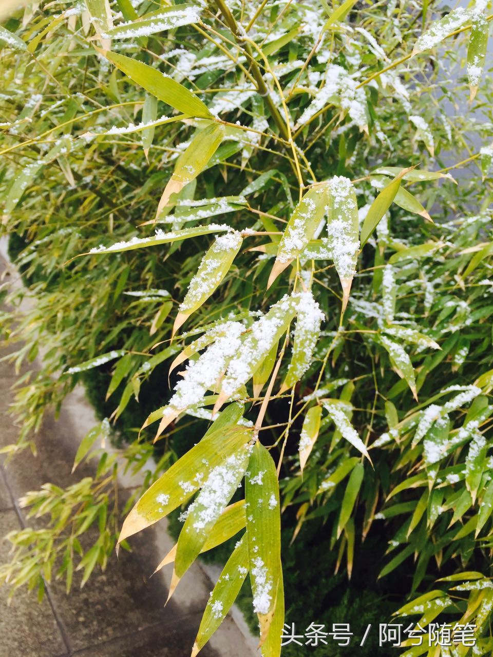 适合种植在庭院的植物大全,农村常见的植物盆栽