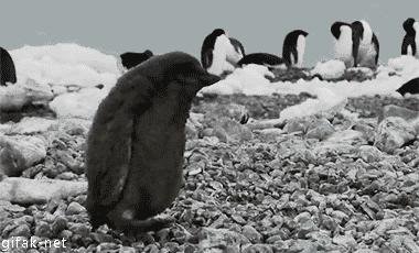 盘点萌死人不偿命的生物动图，看完也觉得自己萌萌哒