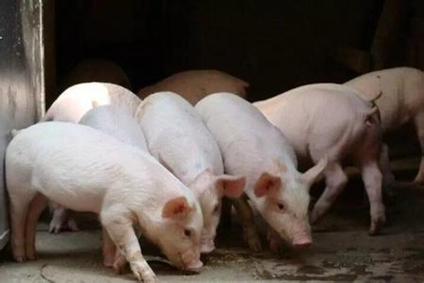 猪磨牙是什么问题,猪磨牙背后隐藏的疾病风险