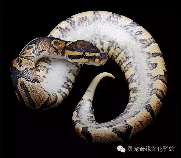 球蟒基因组合大全,球蟒基因品系图鉴下载