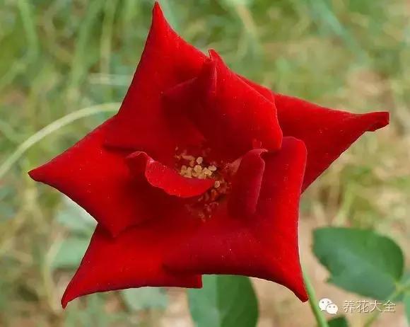 冰淇淋月季快开花的样子 (夏花标准的月季)