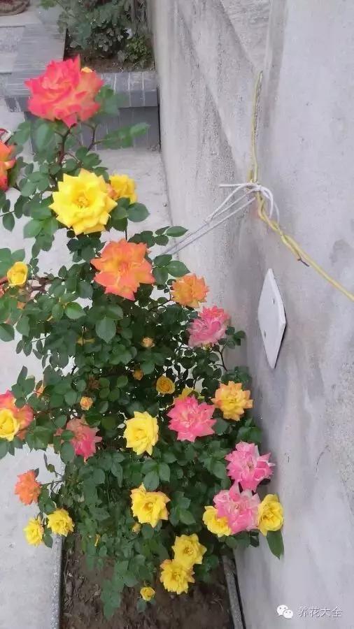 冰淇淋月季快开花的样子 (夏花标准的月季)