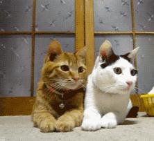 打脑壳的重庆话,打脑壳的四川话