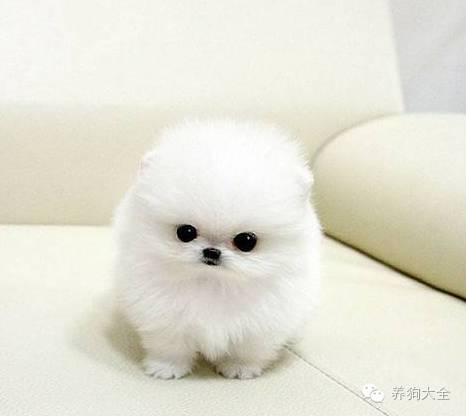 怎么培养狗狗不在家乱叫,如何把狗狗培养成乖乖狗